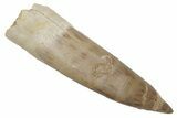 Fossil Plesiosaur (Zarafasaura) Tooth - Morocco #215836-1